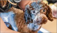  ??  ?? Olivia Ruger, a junior in Warren County Career Center’s Veterinary Science program, grooms a rescued poodle. The dogs were removed from a home Monday.