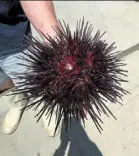  ?? ?? Sea urchin straight off the boat at St Helens in Tasmania, australia. — Photos: Kerry HEANEY