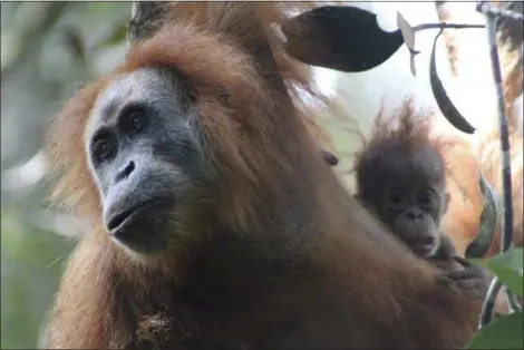  ?? JAMES ASKEW — SUMATRAN ORANGUTAN CONSERVATI­ON PROGRAMME VIA AP ?? This undated photo released by the Sumatran Orangutan Conservati­on Programme shows a Tapanuli orangutan with its baby in Batang Toru Ecosystem in Tapanuli, North Sumatra, Indonesia. Scientists are claiming an isolated and tiny population of orangutans...