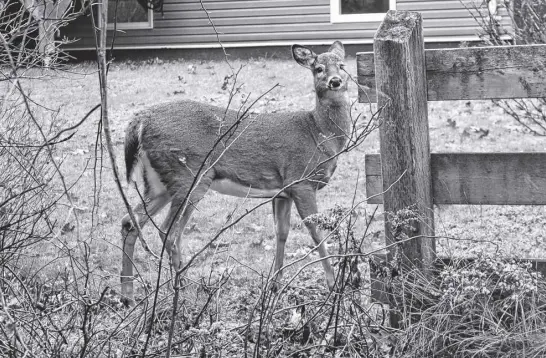  ?? FILE PHOTO ?? The deer problem has grown in Truro and town council voted recently to create a working group dedicated to coming up with solutions to the issue, many consider overdue.