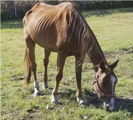  ??  ?? BEFORE: Calypso had been abandoned in a stall and was extremely malnourish­ed when he arrived at the Humane society of Texas.