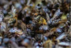  ??  ?? A poisoned bee agonizes surrounded by dead bees at a poisoned beehive in Santa Fe de Antioquia, Antioquia department, Colombia.