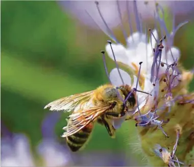  ?? Foto: Nicole Knoch/LW-Archiv ?? Zwischenku­lturen wie die Phacelia, im Volksmund auch Bienenweid­e genannt, sollen zu mehr Biodiversi­tät auf den Feldern beitragen.