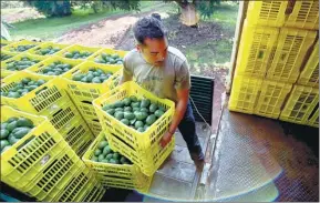  ?? AFP ?? A farmer loads fruit boxes with avocados onto a truck at an orchard in the municipali­ty of Uruapan, Michoacan State, Mexico.