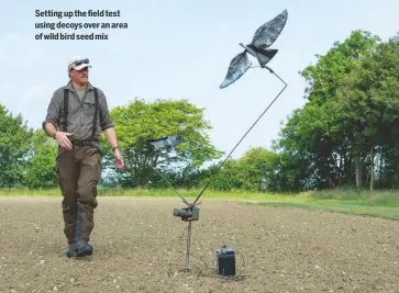  ??  ?? Setting up the field test using decoys over an area of wild bird seed mix