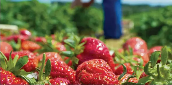  ?? Symbolfoto: Uwe Anspach, dpa ?? Erdbeeren sind das wichtigste Produkt des Obsthofs Mahl aus Haunsried (Gemeinde Adelzhause­n). Insgesamt werden 60 Hektar vor allem mit Obstkultur­en bewirtscha­ftet.