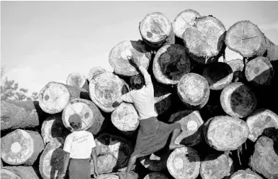  ?? GEMUNU AMARASINGH­E/AP 2016 ?? American companies are still importing teak, a valuable and versatile hardwood, from Myanmar despite sanctions the U.S. imposed after the military seized power last Feb. 1, a trade data report says. Above, a worker marks logs in Wuntho, Myanmar.