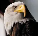  ??  ?? A Bald Eagle in Haines, Alaska