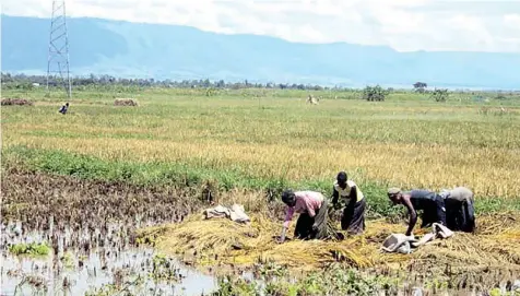  ??  ?? Flooded rice farm