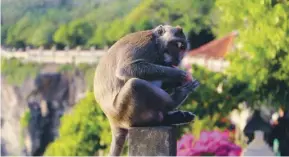  ??  ?? Sangeh Monkey Forest, a Hindu temple ‘created by the monkey king Hanuman’