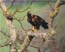  ?? Brian Murphy / Special to The Chronicle ?? Golden eagles, prairie falcons, peregrine falcons and other raptors are often sighted while hiking at Diablo Foothills.