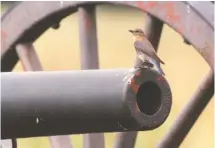  ?? STAFF FILE PHOTO BY ROBIN RUDD ?? A female eastern bluebird perches on a cannon in which she has built her nest on Snodgrass Hill in Chickamaug­a and Chattanoog­a National Military Park.