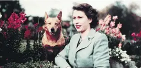  ??  ?? Queen Elizabeth II is pictured above in 1959 at her office with her dog Susan, one of the more than 30 Corgis she has owned. Right, the Queen at Balmoral Castle with a Corgi by her side in 1953.