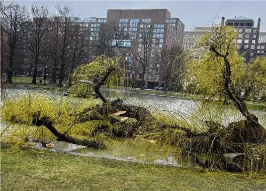  ?? CODY JENNINGS/FRIENDS OF THE PUBLIC GARDEN ?? In early April, a fierce spring storm brought down a 65-yearold white willow tree in the Public Garden. The public’s reaction was swift and anguished.