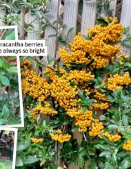  ?? ?? Pyracantha berries are always so bright