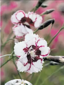  ?? Annie’s Annuals & Perennials photos ?? Among the varieties of dianthus are ‘Lady Granville,’ above, D. arenarius, left, and ‘Chomley Farran,’ below.