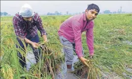  ?? HT PHOTO ?? Farmers in a waterlogge­d paddy field at Nilokheri town in Karnal district.