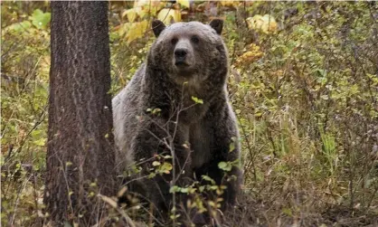  ?? Photograph: AP ?? Ovando, where the attack occurred, is on the southern edge of a huge wilderness that stretchest­o the border of Canada and is home to an estimated 1,000 bears.