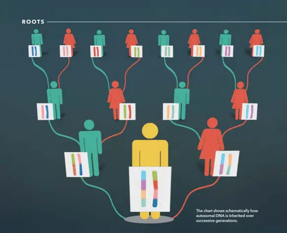  ??  ?? The chart shows schematica­lly how autosomal DNA is inherited over successive generation­s.