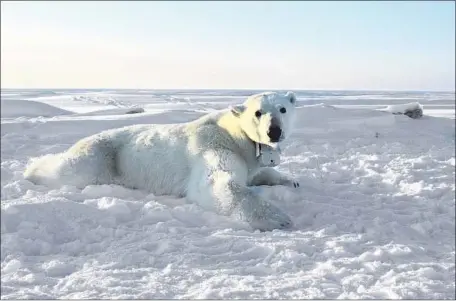  ?? Anthony Pagano Associated Press ?? A POLAR BEAR fitted with a GPS-equipped video camera lies on a chunk of ice in the Beaufort Sea. Their habitat continues to shrink.