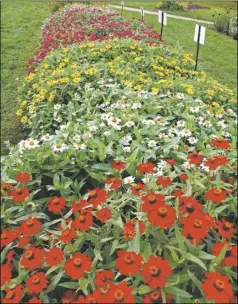  ?? BEAVER
Lyn Lang ?? White, yellow and red Profusion zinnia