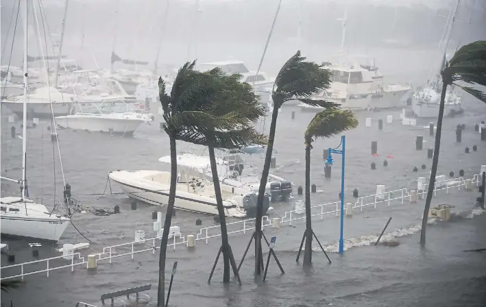  ?? REUTERS ?? Furia. Violentas ráfagas de viento azotan la zona de Coconut Grove, en el sur de Florida. El agua del mar avanzó sobre Miami. Donald Trump declaró la emergencia en el Estado.