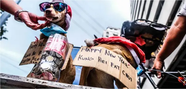  ?? PHOTOGRAPH BY YUMMIE DINGDING FOR THE DAILY TRIBUNE @tribunephl_yumi ?? TWO pet dogs, wearing Santa Claus hats, are shown off by their owner, to Chinese New Year revelers for a few peso donations in Binondo, Manila on Sunday, 22 January.