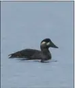  ?? Photo Alex Penn ?? Surf scoter: this bird that breeds in the Arctic of North America was recorded on Arran for the first time.