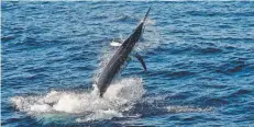  ??  ?? REEL ‘EM IN: The Lizard Island Black Marlin Classic will lure in anglers in October.