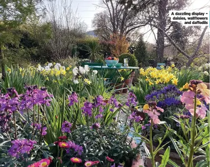  ??  ?? A dazzling display – daisies, wallflower­s and daffodils
