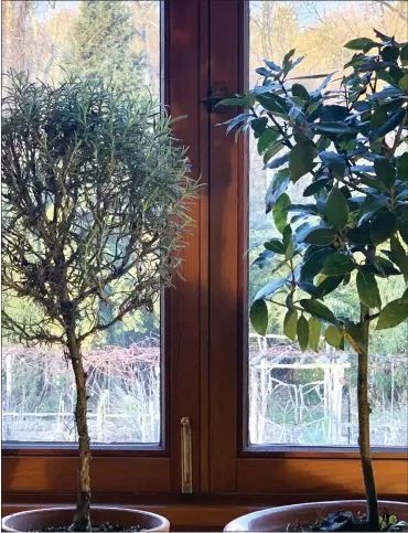  ?? LEE REICH VIA AP ?? This undated photo shows a rosemary plant, left, and a Bay Laurel, right, in New Paltz, NY. Rosemary is an herb ideal for growing on a windowsill in winter, provides aroma, flavoring and beauty.