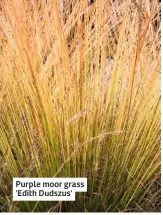  ??  ?? Purple moor grass 'Edith Dudszus'