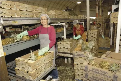  ?? STEVE BRINKMAN photos ?? Fruit packer Marita Balala puts pineapples into boxes at a Maui Gold Pineapple Co. packing warehouse in Haliimaile. The LeVecke family has purchased Maui Gold for an undisclose­d amount. The acquisitio­n included the company’s baseyard and 800 acres of...