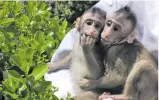  ??  ?? Zhongzhong and Huahua, the world’s first monkeys cloned by using somatic cells.