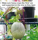  ??  ?? Make sure heavy crops like ‘Emir’ are well supported on the vine as they ripen