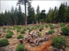  ?? CALIFORNIA DEPARTMENT OF FISH AND WILDLIFE VIA AP ?? In this undated photo provided by the California Department of Fish and Wildlife are fallen trees amidst a marijuana farm in the Klamath River watershed, just outside the Yurok Reservatio­n near Klamath, Calif. California pot growers choosing to go...