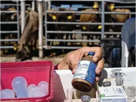  ?? RYAN GARZA / DETROIT FREE PRESS ?? Sterner Veterinary Livestock Profession­als livestock veterinari­an Lisa Sanford holds one of the antibiotic­s she uses for a photo at Simon Dairy Farm in Westphalia, Michigan, on May 26. Sanford, who is a co-owner of a business providing medical services to cattle, talked about how and when farmers use antibiotic­s and how new regulation­s are restrictin­g their use.