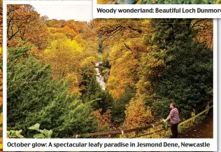  ??  ?? October glow: A spectacula­r leafy paradise in Jesmond Dene, Newcastle