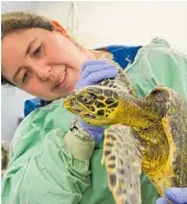  ??  ?? Auckland Zoo vet Dr Lydia Uddstrom with a critically endangered hawksbill turtle. Another turtle was treated by zoo vets last year but failed to survive — 106 pieces of plastic were found to be blocking its intestines.