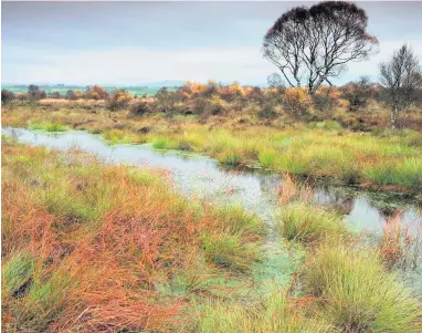  ??  ?? New look Ten-year-old tower provides different perspectiv­e on Flanders Moss