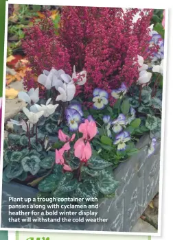  ??  ?? Plant up a trough container with pansies along with cyclamen and heather for a bold winter display that will withstand the cold weather