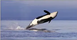  ?? ELAINE THOMPSON — THE ASSOCIATED PRESS ?? A female orca leaps from the water while breaching in Puget Sound west of Seattle, as seen from a federal research vessel that has been tracking the whale.