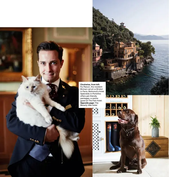  ??  ?? Clockwise, from left: Fa-raoun, the resident Birman cat at Le Bristol in Paris; Belmond’s Hotel Splendido in Portofino offers pet-friendly packages; a canine guest at The Fish Hotel. Opposite page: The Beverly Hills Hotel