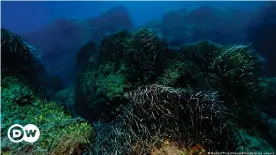  ??  ?? Posidonia oceánica: no solo una exuberante pradera submarina, sino uno de los organismos más antiguos del planeta.