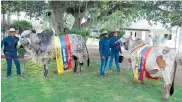  ??  ?? Toro ‘Cíclope’ y vaca ‘Ágata’, Grandes Campeones en varias ferias ganaderas colombiana­s.