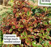  ?? ?? Coprosma brings muchneeded colour