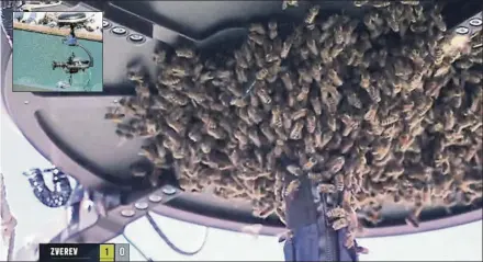  ?? FOTO: TWITTER ?? Un enjambre de abejas paró el partido Alcaraz-Zverev, cuando sólo estaban disputando el tercer juego de su partido de cuartos