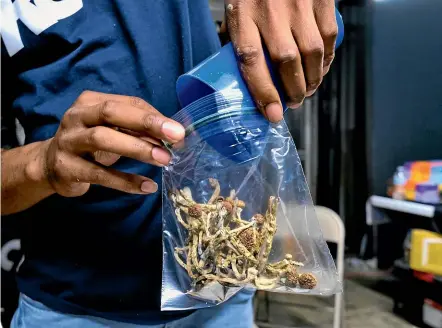  ?? AP ?? A vendor bags psilocybin mushrooms at a pop-up cannabis market in Los Angeles. Voters in Oregon are set to decide on a measure that would legalise the therapeuti­c, regulated use of psilocybin. A second ballot question proposes decriminal­ising possession of small amounts of other drugs, including heroin, cocaine and LSD.