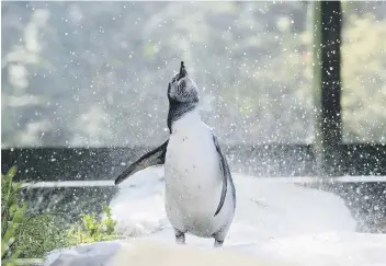  ??  ?? A Humboldt peguin enjoys a shower at Scarboroug­h Sea Life Centre, below, communicat­ing with each other.