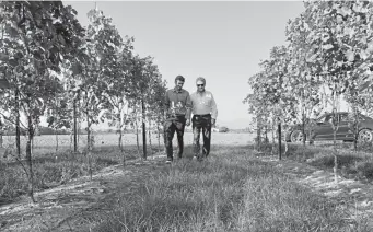  ?? Chico Harlan, Washington Post file ?? Livio Salvador walks through his vineyard with his son, Enrico, 22.